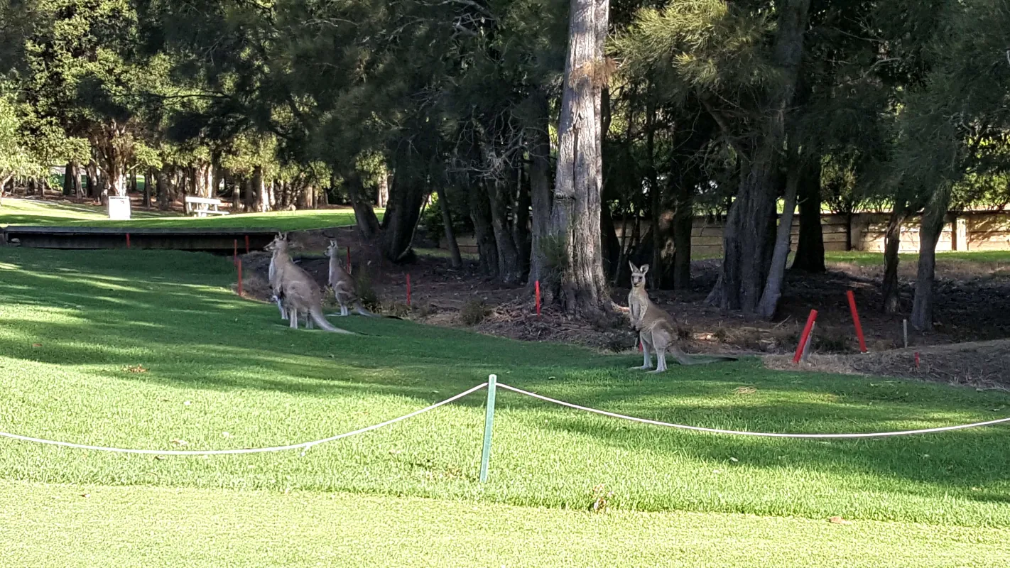  Our fans, Kangaroos, are watching our game of golf at Tuross Head, NSW, Australia.