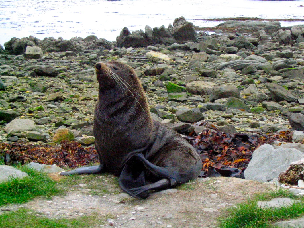 Fur Seal at the seal colonies in Kaikoura, New Zealand.