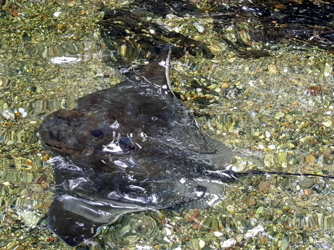 Stingray glides over the ground on the boardwalk.