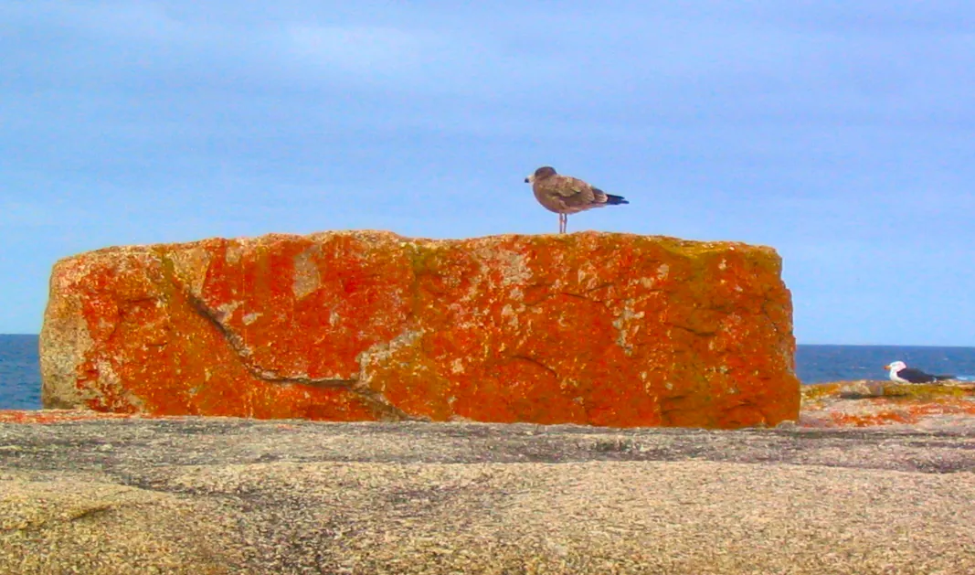 A Pacific Gull on a beautiful orange lichen-covered granite boulder in Bicheno, Australia.