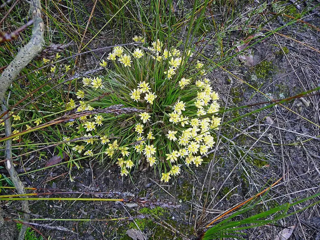 Unfortunately, we couldn't identify all the wildflowers plants.