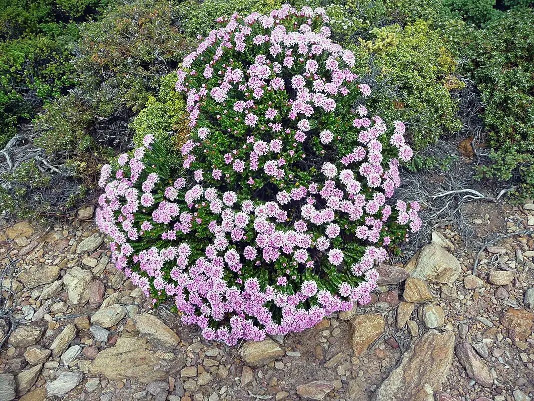 During our hikes, we spotted this pretty small bush. We are not sure but we think it is Pink rice flower. Another nice wildflowers