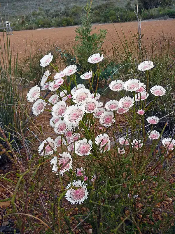 Swamp Daisy, Fitzgerald River National Park, Western Australia.