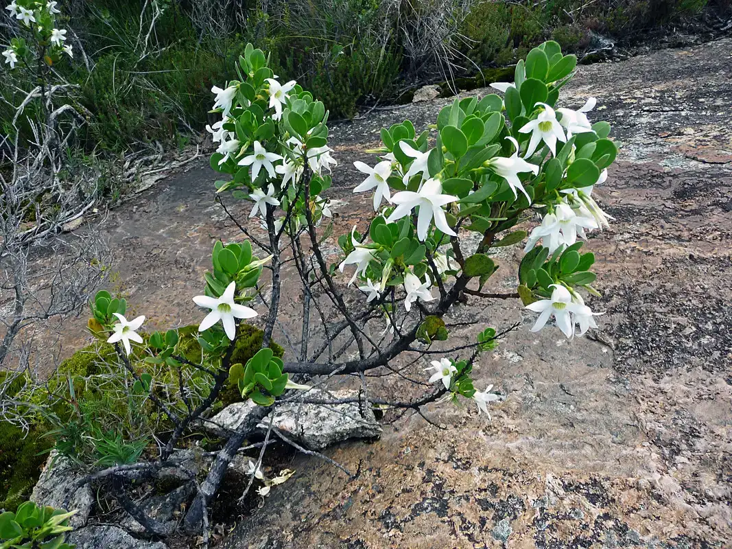 The Sticky Tail Flower at the Bibbulmun Track, Cape Howe National Park.
Westerna Australia