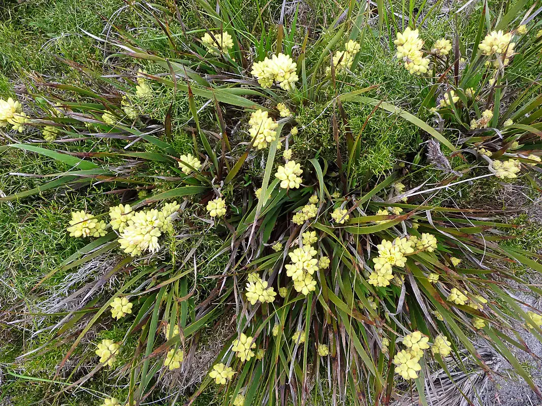 Conostylis aculeata, commonly known as prickly conostylis, Western Australia