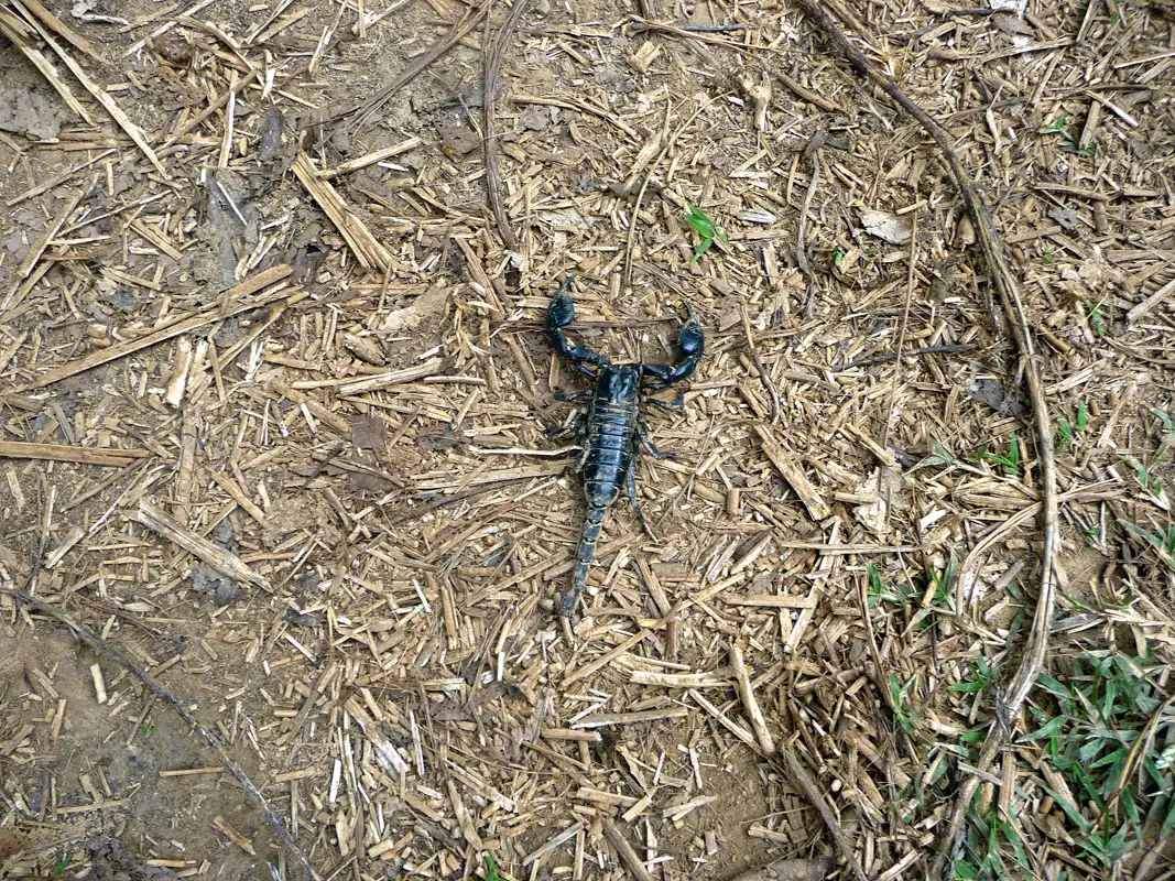 During our Tiger Trails hike, the guide kept an eye out for scorpions and snakes.