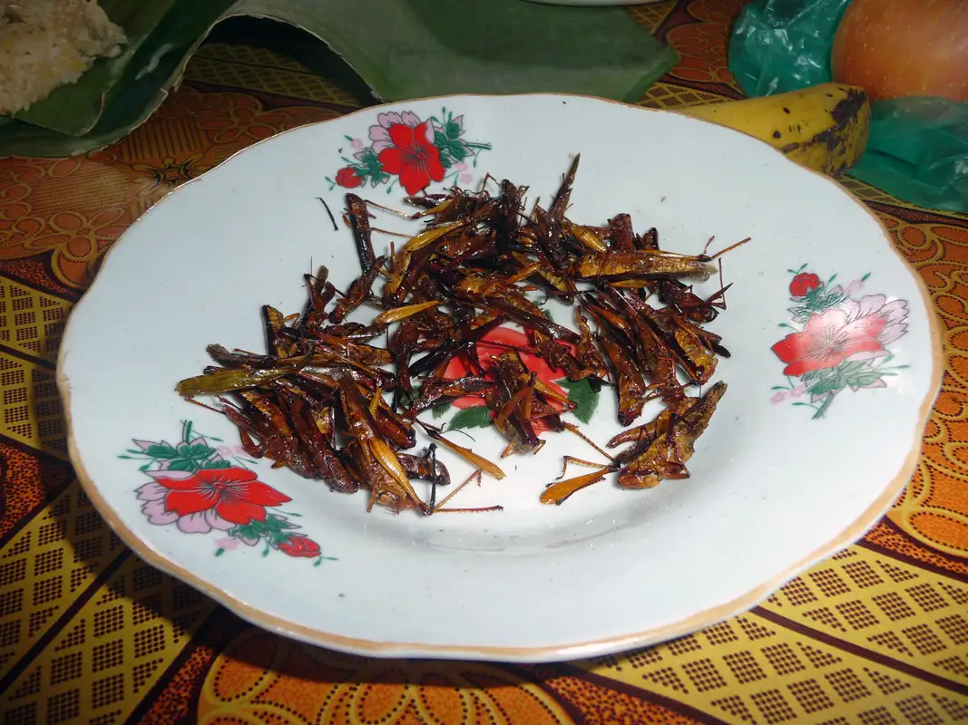 Lunch organised by Tiger Trails. Crispy roasted crickets