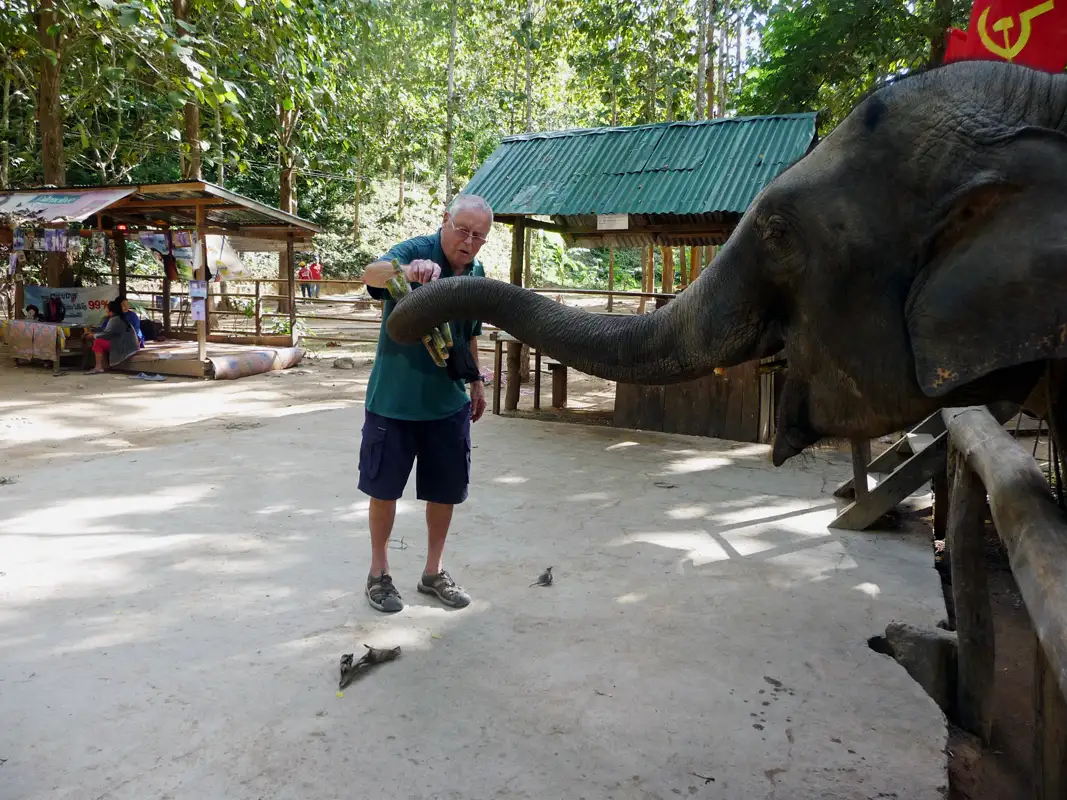 After the ride, the elephant was rewarded with sugar cane. It was a very nice hiking tour. Thanks, Tiger Trails.