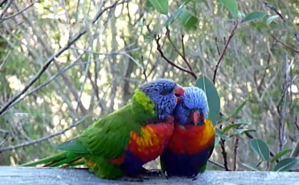 The Rainbow Lorikeets nourish each other.