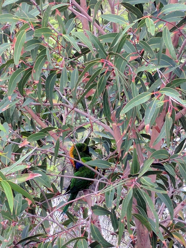 After an exhausting swim, we often saw the RainbowLorikeets napping in the nearby gum trees.