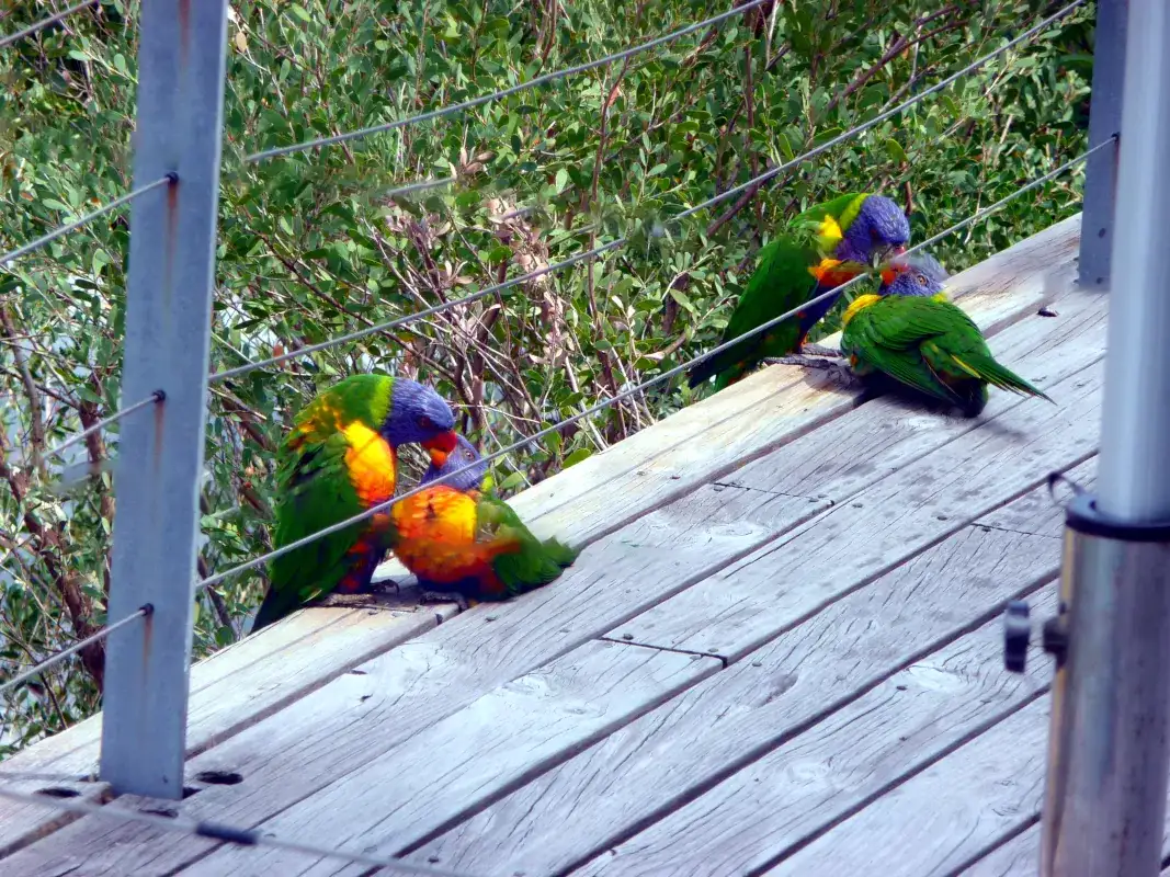 The two Rainbow Lorikeets had many offspring, and they were fed well, but like all other birds, they were not allowed to share the bath with them.