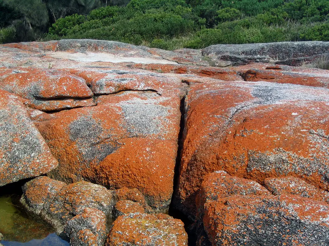 We spent a few days in St Helens, where we hiked along boulders coated with orange lichen at the St Helens Point Conservation Area. Tasmania