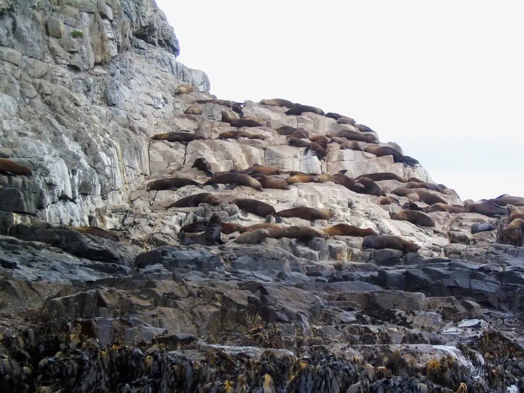 A colony of Australian Fur Seals sunbathed on the rocks on Bruny Island