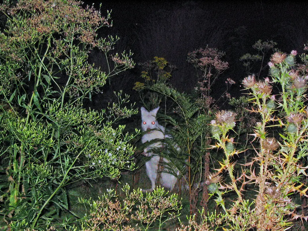 Bruny Island had a population of about 200 albino Bennetts wallabies, who are prone to cancers and have poor eyesight, but still survived because there were no predators.