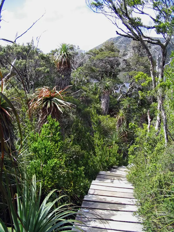 The walk takes you through Pandani, Myrtle, Sassafras, Beech, and King Billy pine.