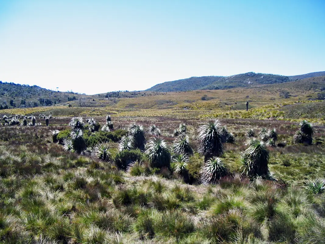 Another nice way to get around Dove Lake is to get off the shuttle and walk from Ronny Creek via Lake Lilla to Dove Lake. There are usually some wombats when you walk through button grass. 