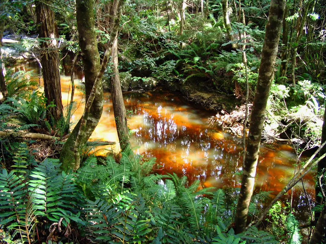 Not far south of Dover is the tranquil  Duckhole Lake.  The four-kilometre walk passes through the lush green forest, mostly on a boardwalk. We were lucky to see a Platypus.