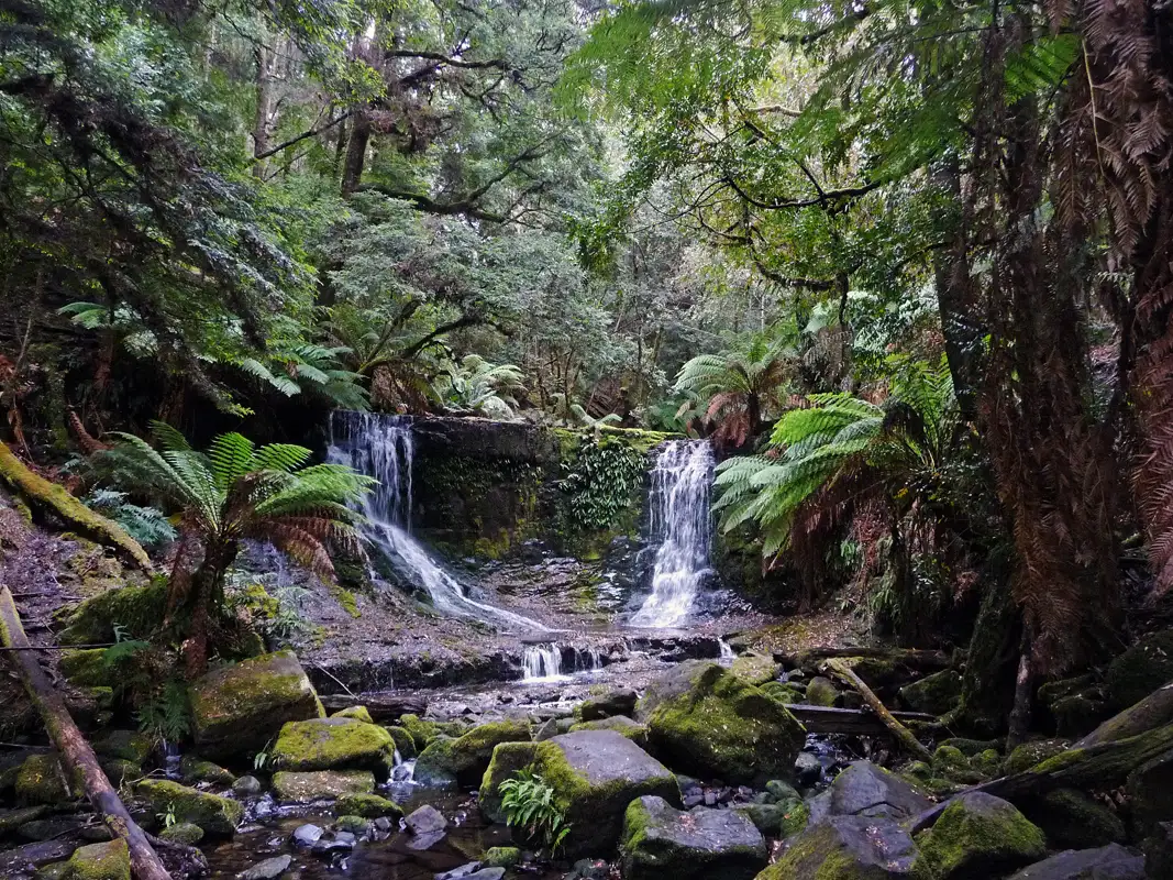 Horseshoe Falls is a 15-minute steep climb from Russel Falls. It is much smaller than Russell Falls but more beautiful. Return back to the Mount Field Information Centre or continue walking to the Tall Trees.
