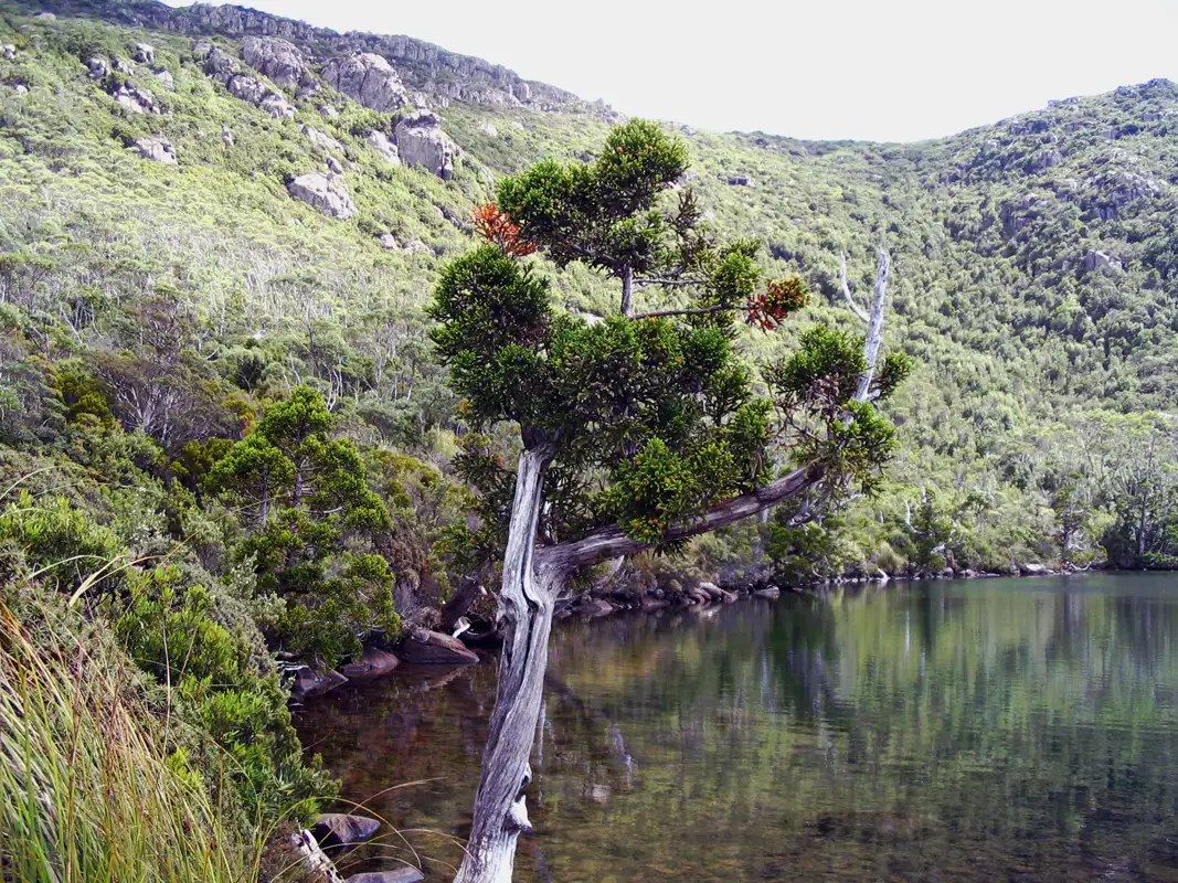 The Lake Osborne trail is a short walk that takes 45 minutes and goes through a rainforest with myrtle, sassafras, and pandani.  Ancient King Billy pines surround the beautiful glacial lake. Tasmania