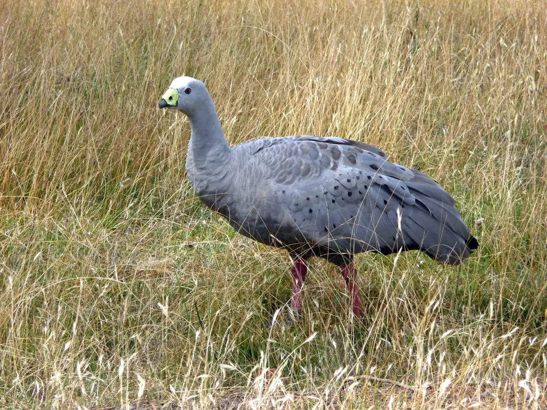 Cape Barren geese were released on the island in the 1970s to ensure their survival, the destination was nicknamed Tasmania’s Noah’s Ark. Marie Island, Tasmania