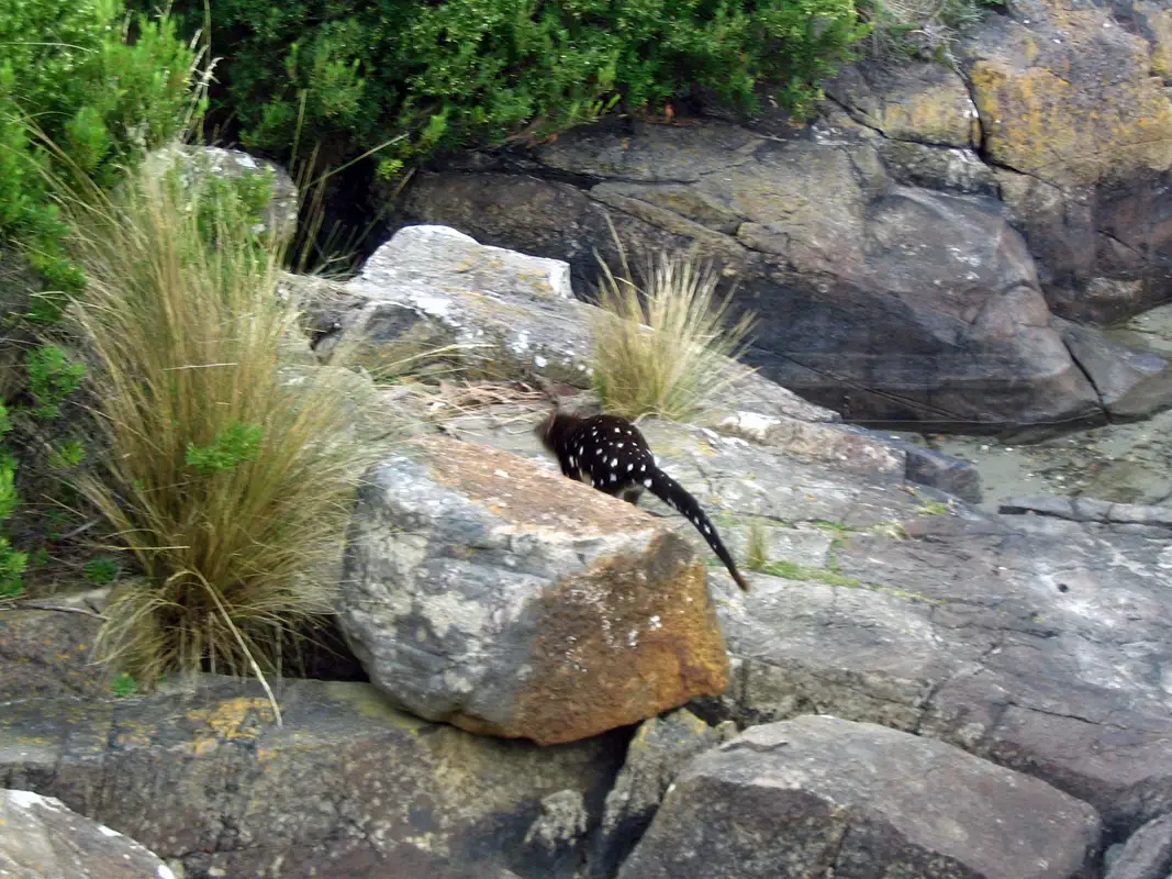 We were lucky to see a Spotted-tailed Quoll—Tiger Quoll at Cockle Bay Creek.