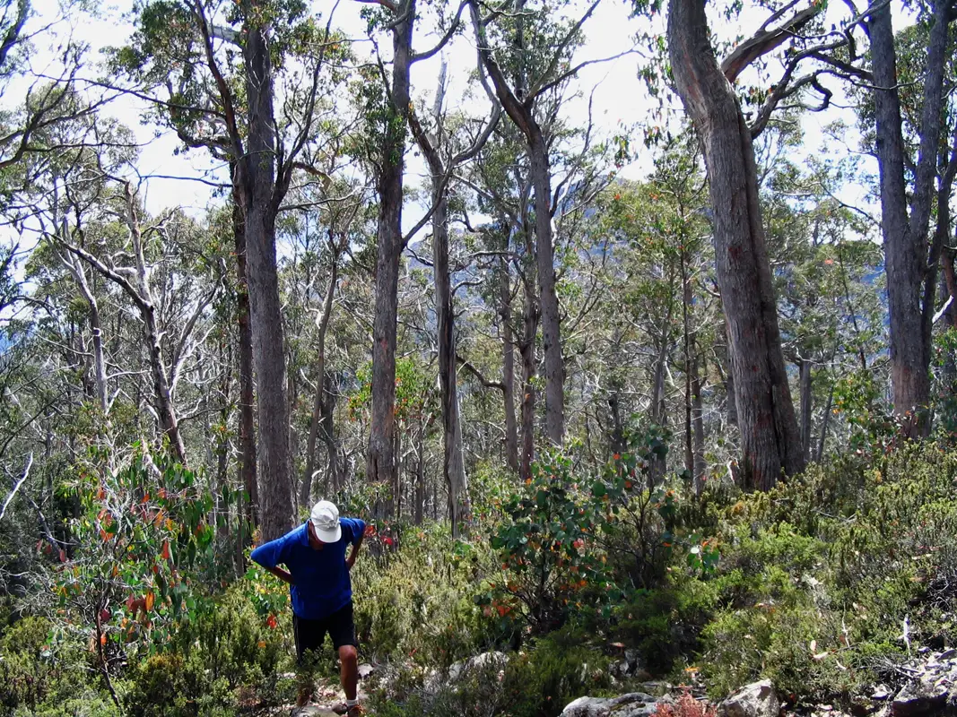 We wanted to see some of the Walls of Jerusalem without staying there overnight in a tent. It was not a good idea, the first section of the track to Trapper Hut is the most difficult, it is very steep and gains 380m in just 2.5km. Tasmania, Australia