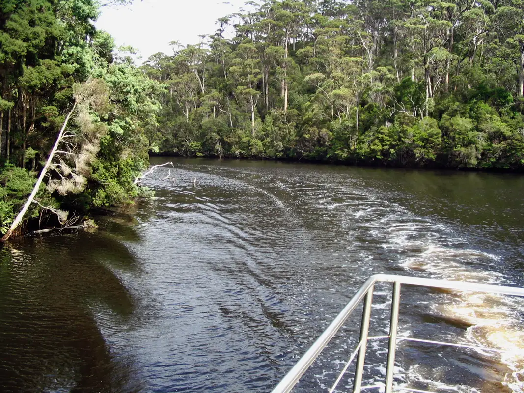 We took a 5-hour cruise down the Arthur River, in the Tarkine pristine, wilderness. While sailing, we passed through a rainforest of myrtles, sassafras, celery-top pine, and giant tree ferns. We also saw some white-bellied sea eagles and tiger snakes crossing the river.