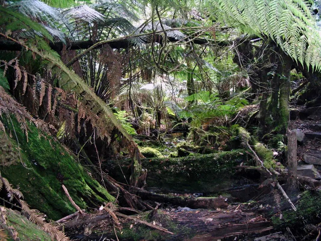 We took a guided hiking tour through the Tarkine rainforest when we arrived at Warra Landing.