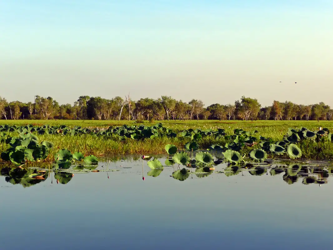 Lotus flowers cover the waterways of the Yellow Water Billabong. They are an important food source for Aboriginal people as the roots and seeds can be eaten raw, boiled, or turned into bread.