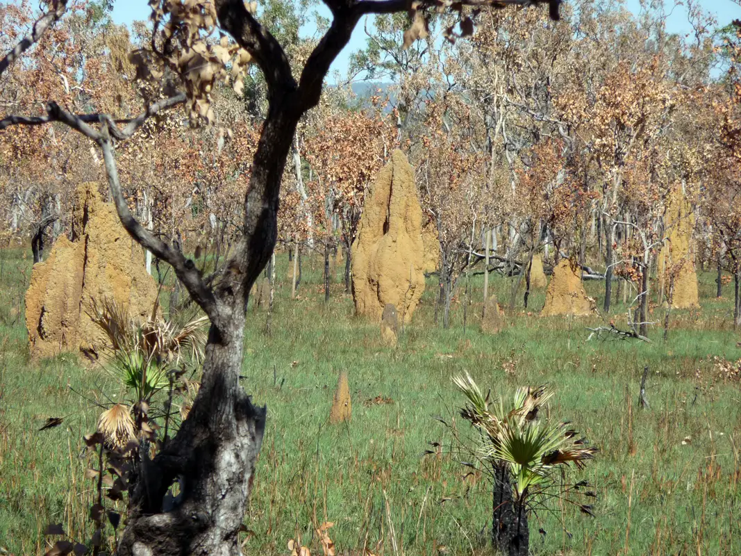 We saw amazing termite mounds as we drove from Kakadu National Park to Katherine Gorge. Furthermore, these unique structures added to the scenic beauty of the trip.