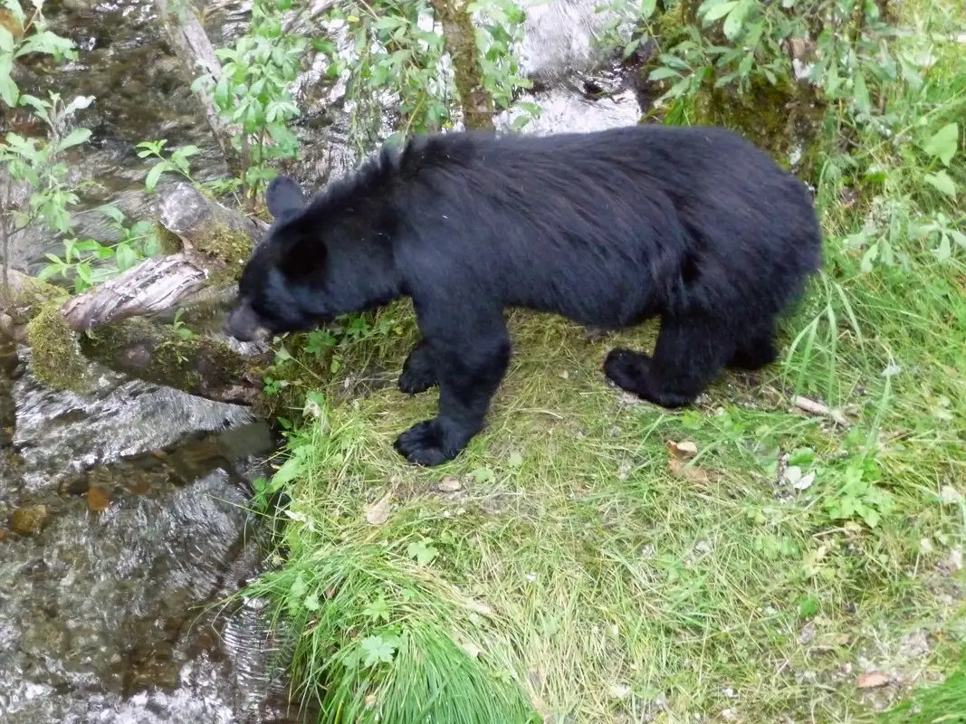 Finally, as a farewell gift, we saw a Black Bear near the parking area trying to catch a salmon.