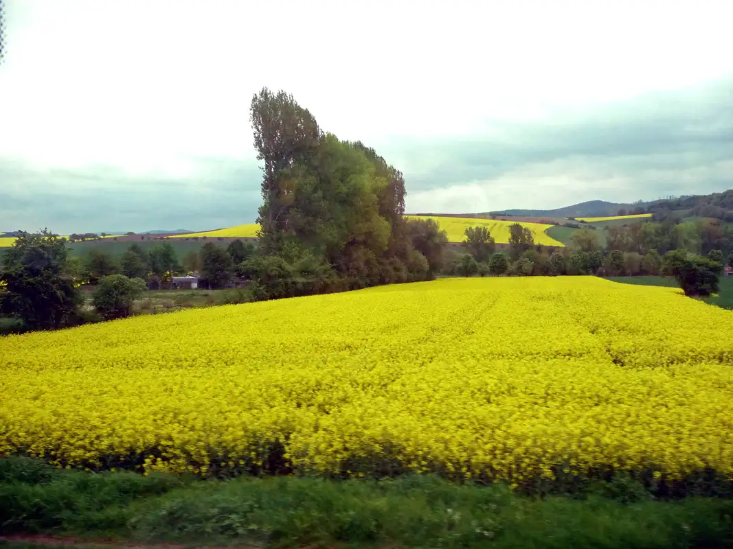 During our trip to Berlin, the train generally passes through farming regions. Along the train line, we saw many large wind farms.