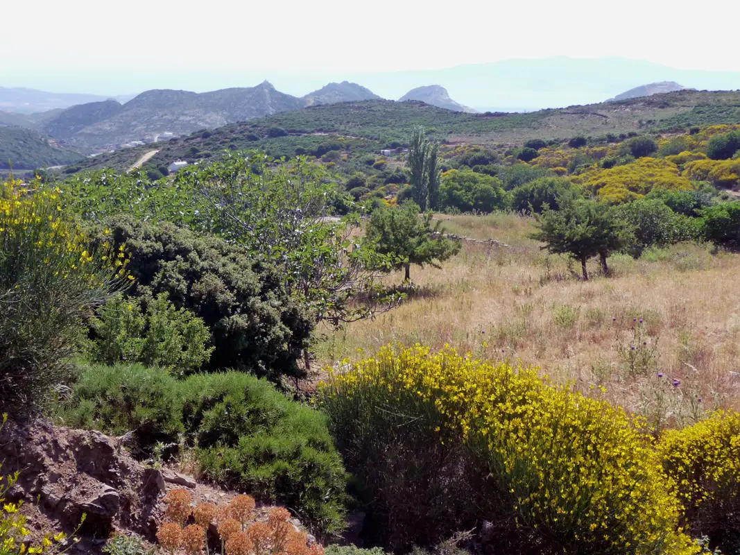 In contrast to the dry Cycladic islands, the island of Naxos is green, lush, and fertile. It has much water, allowing for many crops.