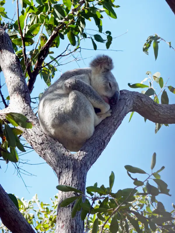 Koalas love their sleep, Magnetic Island, Queensland.