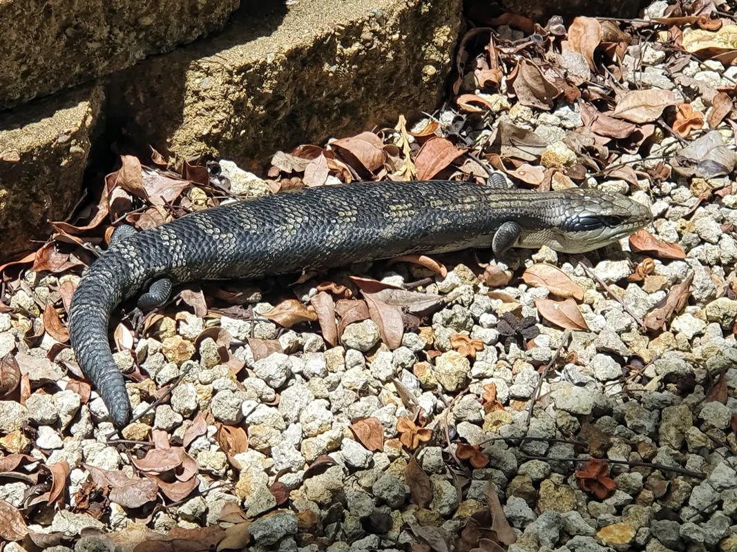 Even a bluetongue lizard wanted to see the big fight