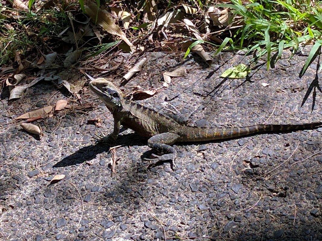 This water dragon came from near and far, this one came the long way from Forresters Beach