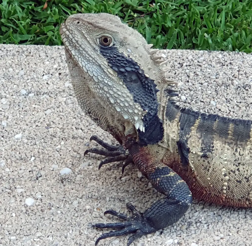 The young, strong challenger water dragon