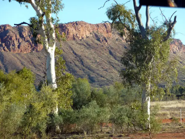 photo of the twin ghost gum 2010