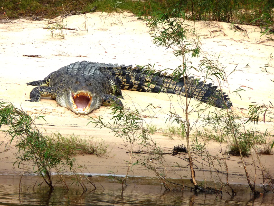 We spotted this big crocodile on the riverbed near the Cahills Crossing.