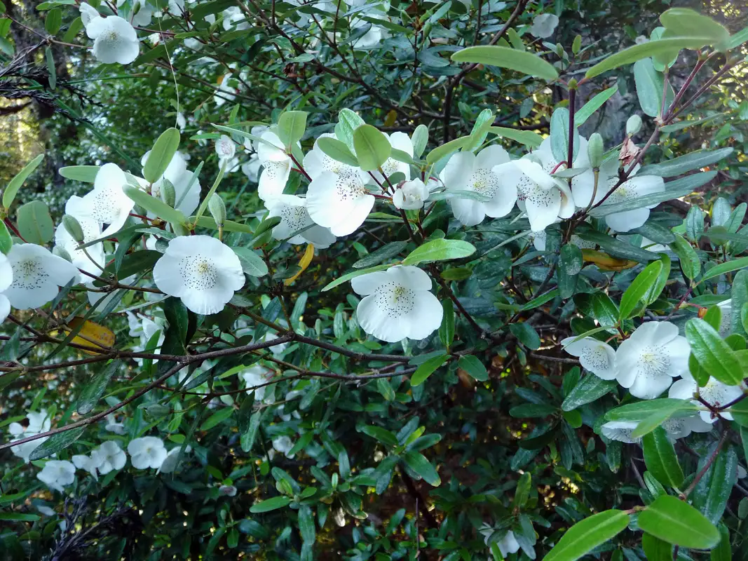 Leatherwood flowers.