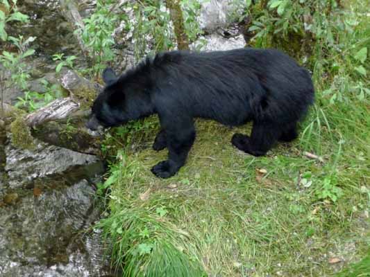 bear