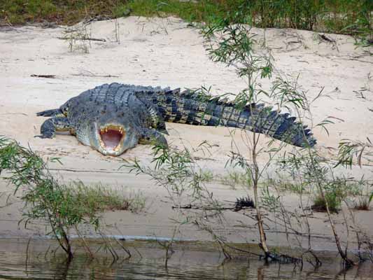 croc 1