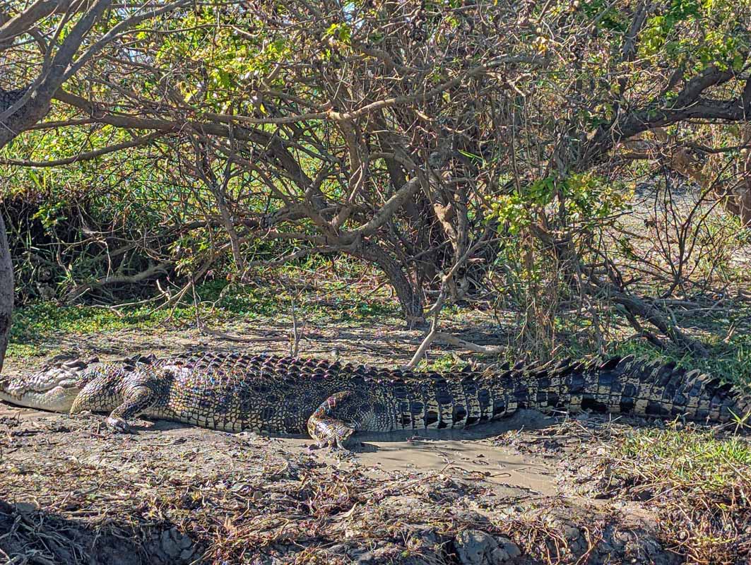 The wetlands was full with life. Fresh- and saltwater crocodiles, water buffalo, brolgas, sea eagles