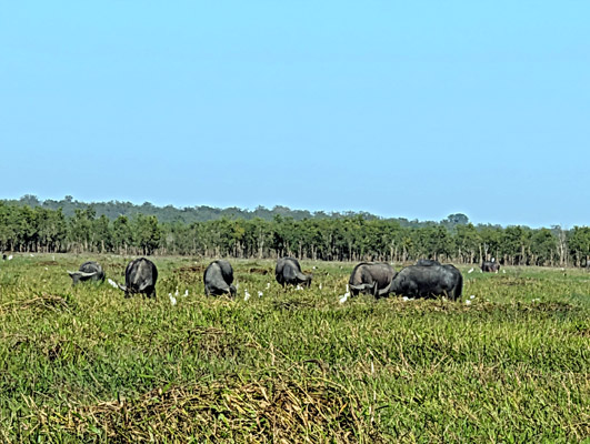 buffalo