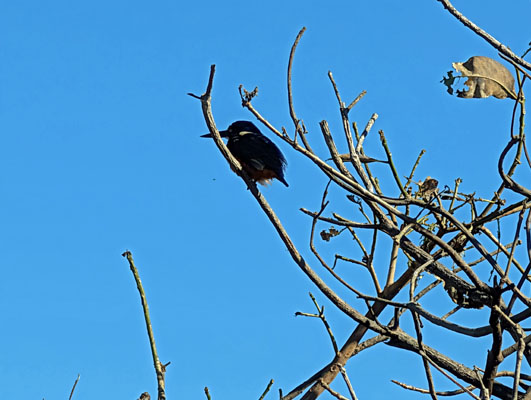 kingfisher