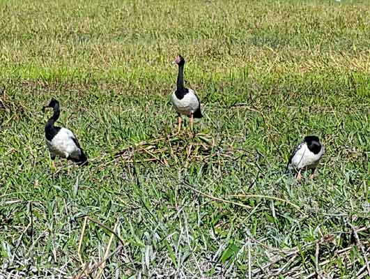 magpiegeese