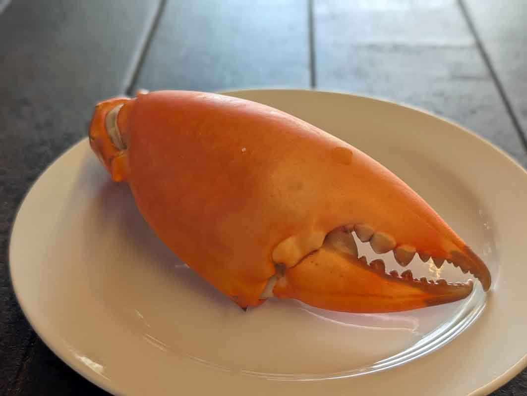 mudcrab