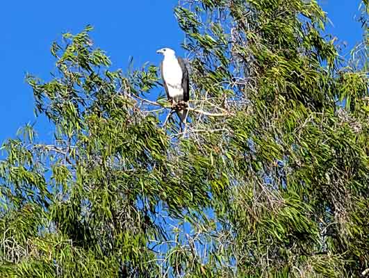 seaeagle