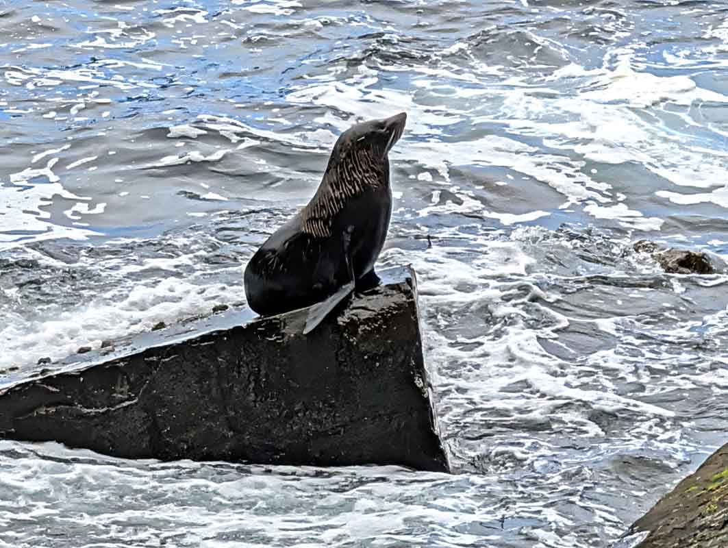 seals emerge from the water and clamber onto the rocks to rest