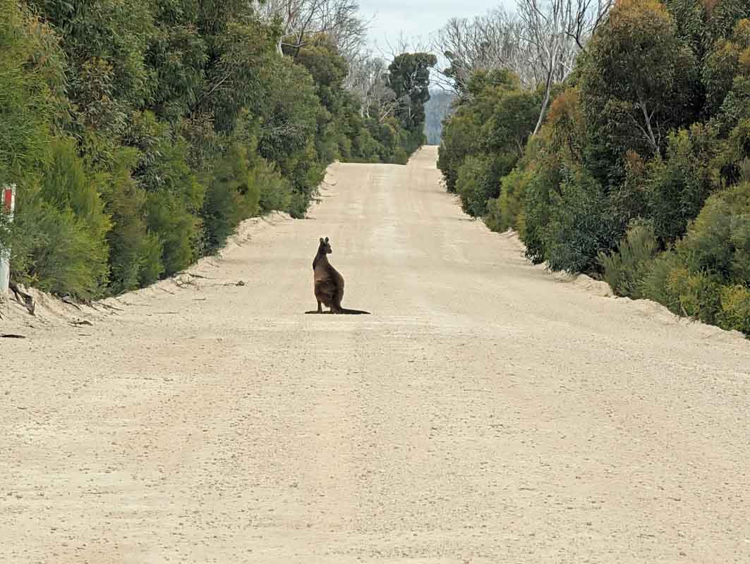Traffic is not a hazard on Kangaroo Island, but the wildlife, like this Kangaroo
